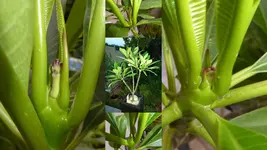 Plumeria.webp