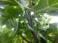 DSCF9070.webp