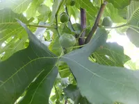 DSCF9071.webp