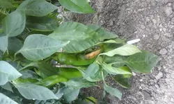 20150816_150929.webp