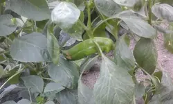 20150816_150945.webp