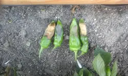 20150816_151409.webp