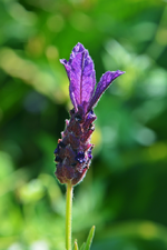 DSC_5048.webp