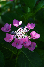 DSC_5050.webp