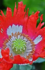 DSC_5065.webp
