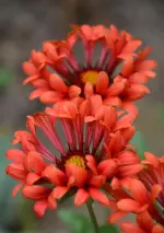 DSC_5069.webp
