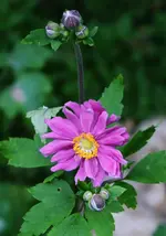 DSC_5079.webp