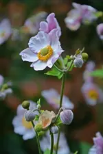 DSC_5085.webp