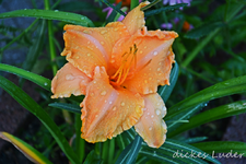 DSC_5059.webp