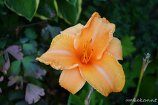 DSC_5063.webp