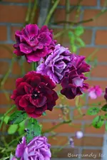 DSC_5064.webp