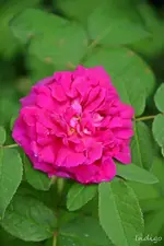 DSC_5068.webp