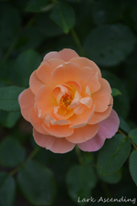 DSC_5071.webp