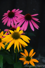 DSC_5080.webp
