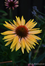 DSC_5082.webp