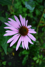 DSC_5066.webp
