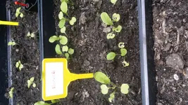 Ricola1klein.webp