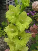 003.webp