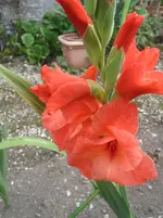 007.webp
