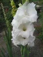 008.webp