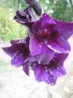 010.webp