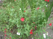 009.webp
