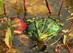 was hat dieser Frosch_640.JPG