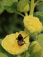 Hummel auf gelber Stockrose_800.webp
