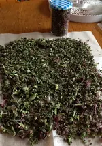 Oregano.jpg