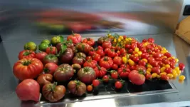 IMG-20150816-WA0000.webp