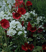 Phlox weiss_Stockrose tief_dunkelrot_einfach_700.webp
