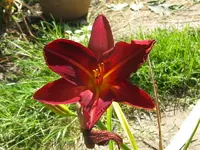 Starmanns quest x painted bunting.webp