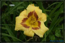 Albert 236.webp