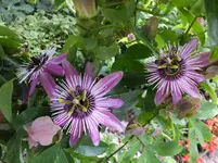 DSCF9172.webp