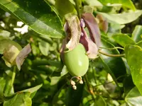 DSCF9040.webp