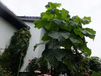 DSCF9185.webp
