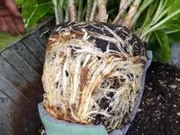 DSCF9167.webp