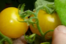 Balcony Yellow.webp