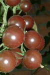 Black Cherry.jpg