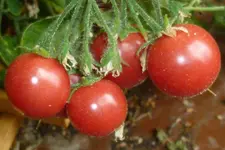 Gartenperle.webp
