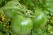 Grüne Traube 1.webp