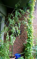 Sonnenblume und Susanne.webp
