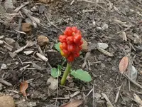 k-P1090727.webp