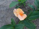 DSCN1505.JPG