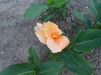 DSCN1505.webp
