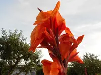DSCN1512.webp
