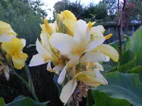 DSCN1509.webp