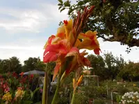 DSCN1508.webp