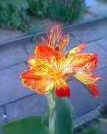 Foto0086.jpg