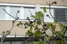 P1020779.webp